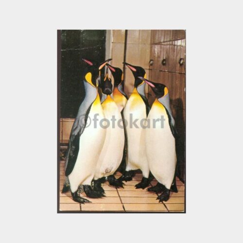 Penguenler Konulu Kartpostal