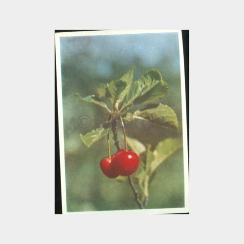 Vişne Meyvesi Konulu Kartpostal