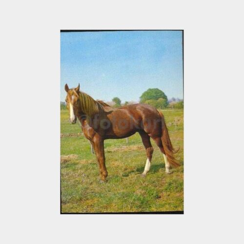 Vefalı Dostlar - Atlar Kartpostal