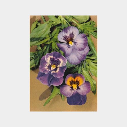 menekse-cicek