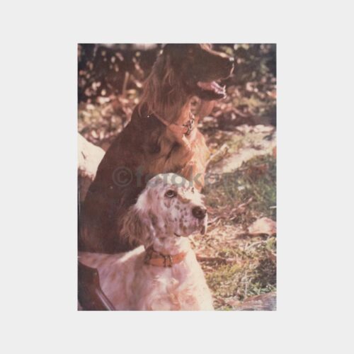 Av ve Avcılık - Çoban Köpeği Konulu Fotoğraf