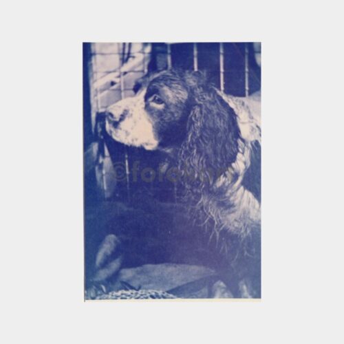 Av ve Avcılık - Av Köpeği Konulu Fotoğraf