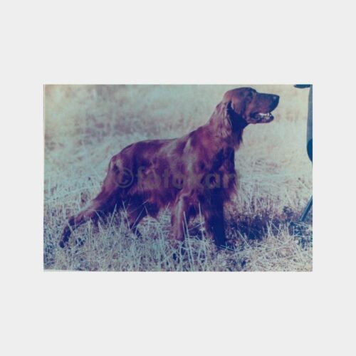 Av ve Avcılık - Avcı Köpeği Konulu Fotoğraf