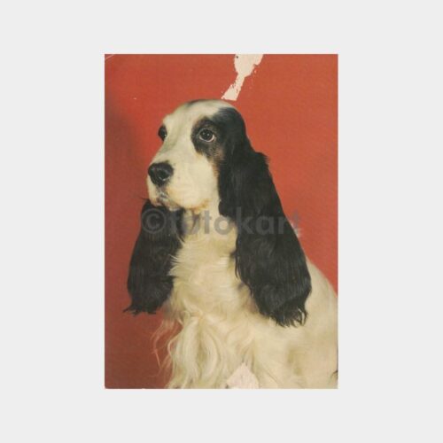 Av ve Avcılık - Avcı Köpeği Fotoğraf