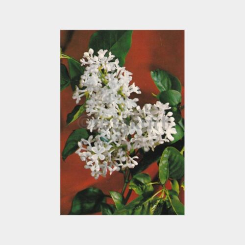sumbul-cicek