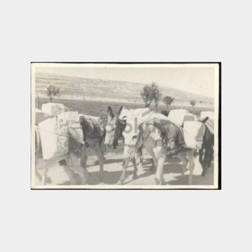 Eşekle Yük Nakli Görünüş Fotoğraf