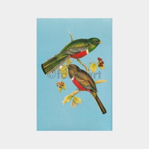 kanarya-kuslar-01