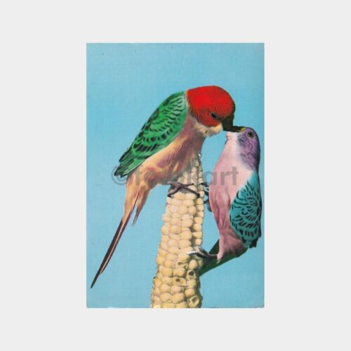 kanarya-kuslar-06
