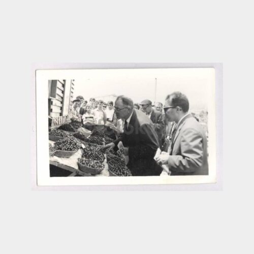 Zeytin Üreticileri - Eksper Çalışması Fotoğraf