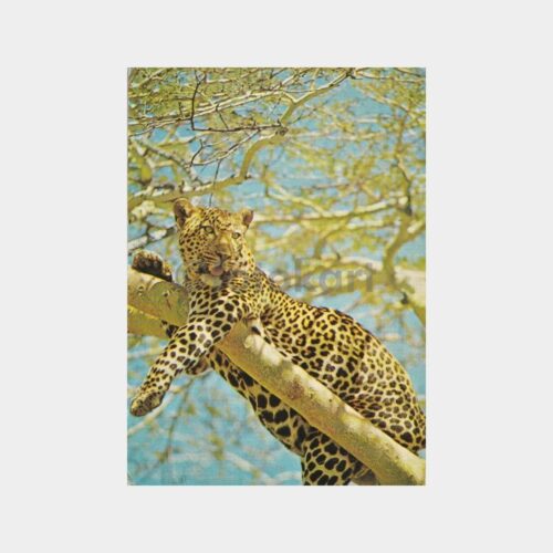 avcilik-kaplan