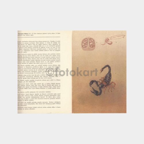 1953 Roche İlaç -Akrep Serum- Tanıtım Kartı
