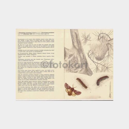 Roche İlaçları Entomoloji Kartı - Görsel 2
