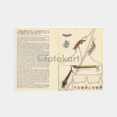 Roche İlaçları Entomoloji Kartı - Görsel 2