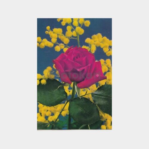 Gül Çiçek Konulu 2 Adet Kartpostal - Görsel 2