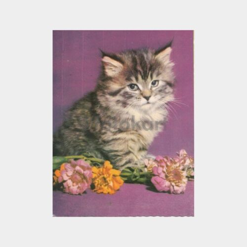 Kedi Konulu Kartpostal