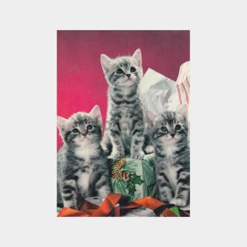 Kedi Konulu Kartpostal