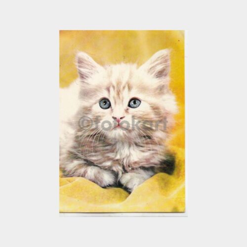 1975 Kedi Konulu Kartpostal
