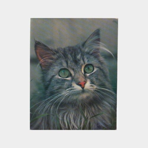 1979 Kedi Konulu Kartpostal