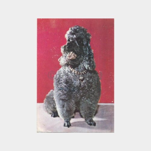 Süslü Ev Köpeği Tebrik Kartpostal