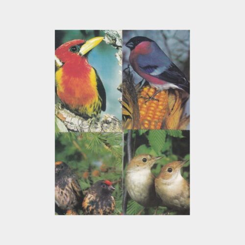 Kuş Konulu Kartpostal Lotu (6 Adet) - Görsel 2