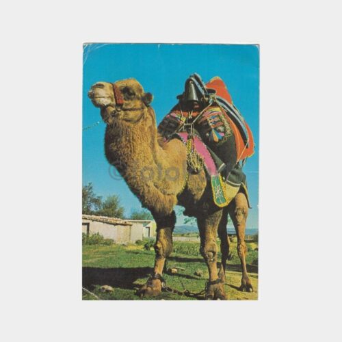 1975 Kuşadası Damgalı Deve Konulu Kartpostal