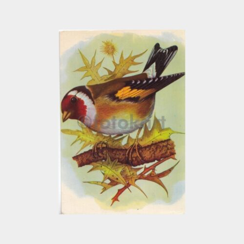 Kuşlar Konulu Kartpostal Lotu (6 Adet) - Görsel 5