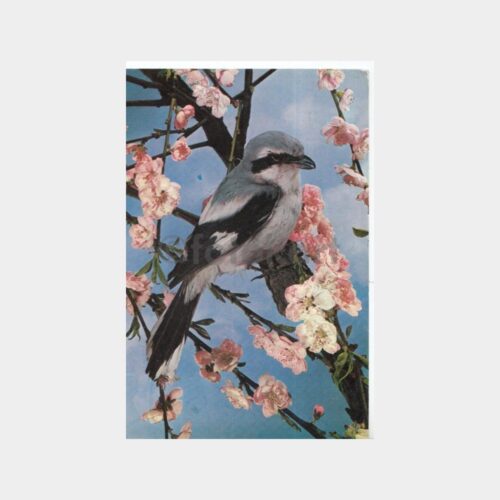 Kuşlar Konulu Kartpostal Lotu (6 Adet) - Görsel 6