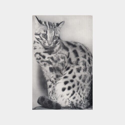 Leopar Desenli Kedi Konulu Kartpostal