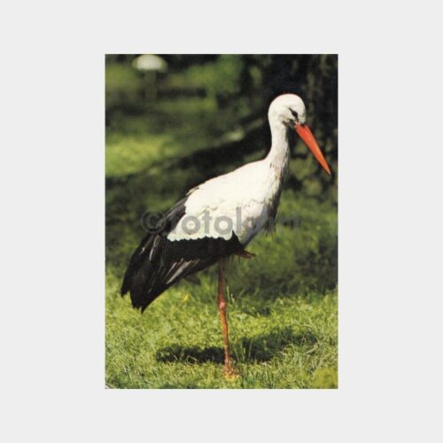 Leylek Konulu Kartpostal