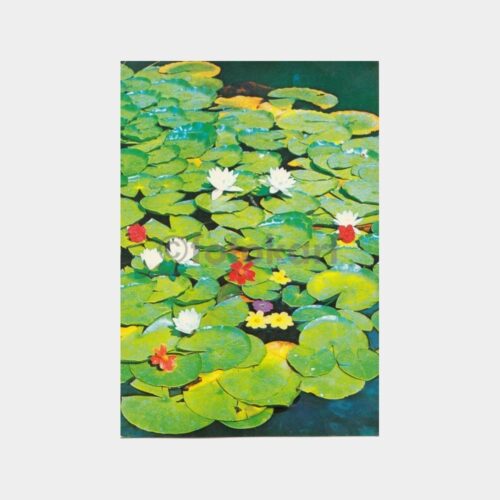Nilüfer Çiçek Konulu Kartpostal