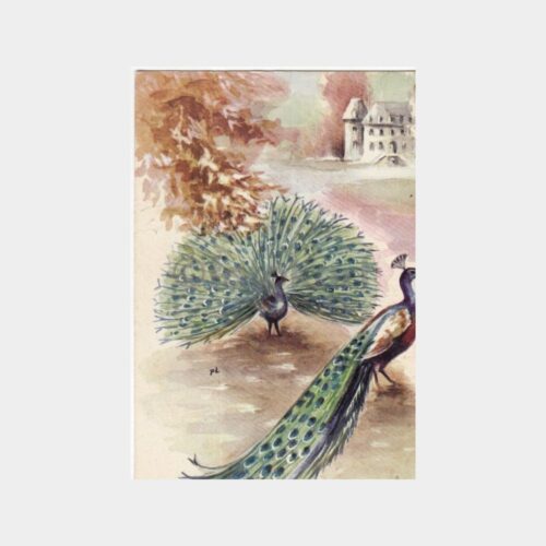 Sülün Kuşu Konulu Kartpostal