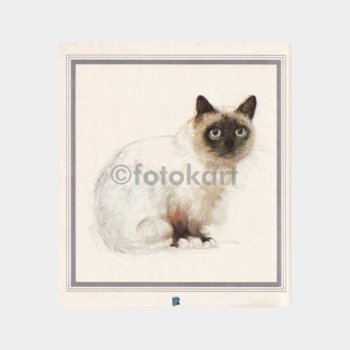 kedi-cizim-01